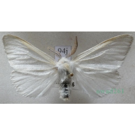 Leucoma salicis (Linnaeus, 1758) male Białka wierzbówka Czech94j
